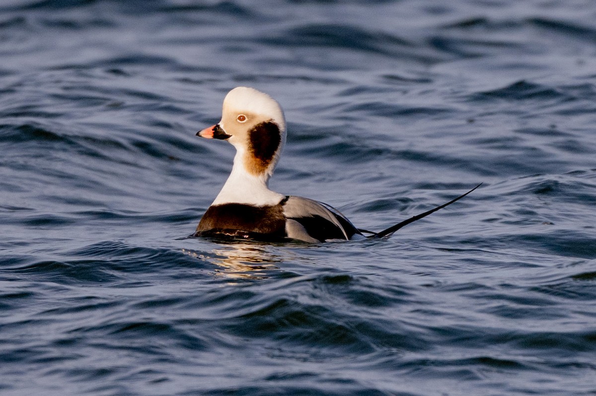 Long-tailed Duck - ML647413065