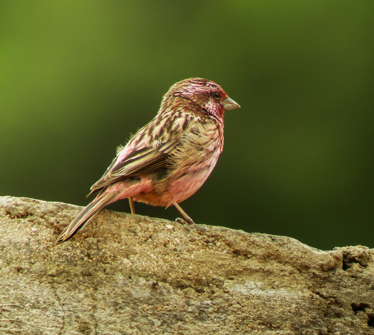 Pink-rumped Rosefinch - ML647413066