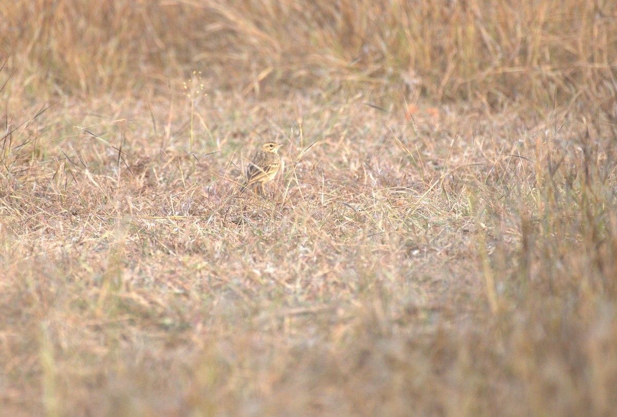 Paddyfield Pipit - ML647413068