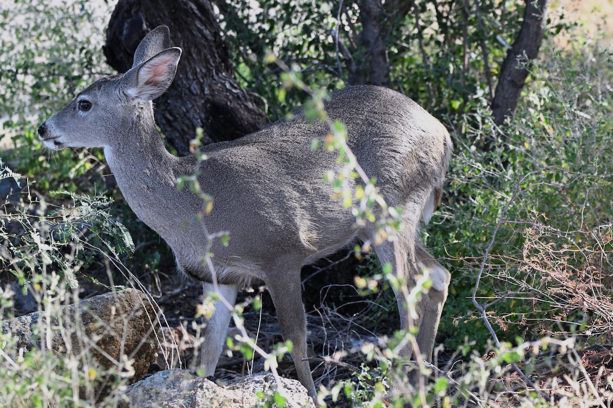 Animals - ML647413071