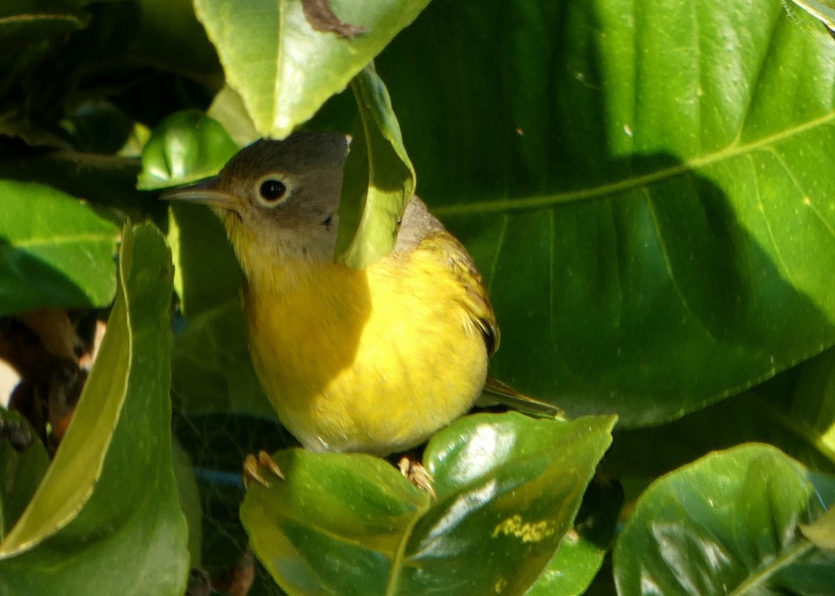 Nashville Warbler - ML647413072
