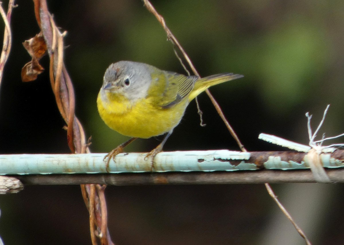 Nashville Warbler - ML647413073