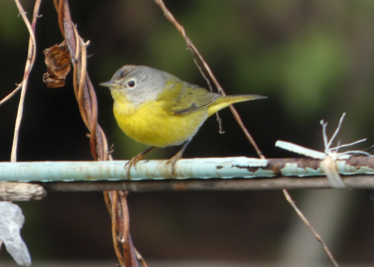 Nashville Warbler - ML647413074