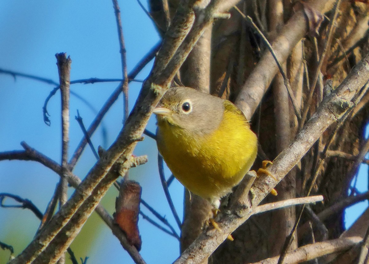 Nashville Warbler - ML647413075