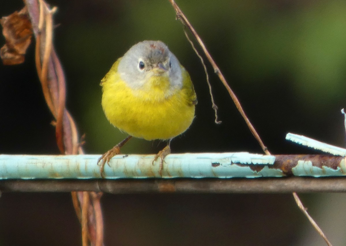 Nashville Warbler - ML647413076