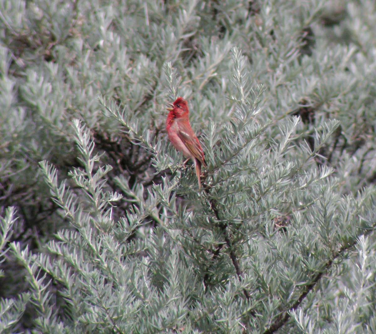 Common Rosefinch - ML647413077