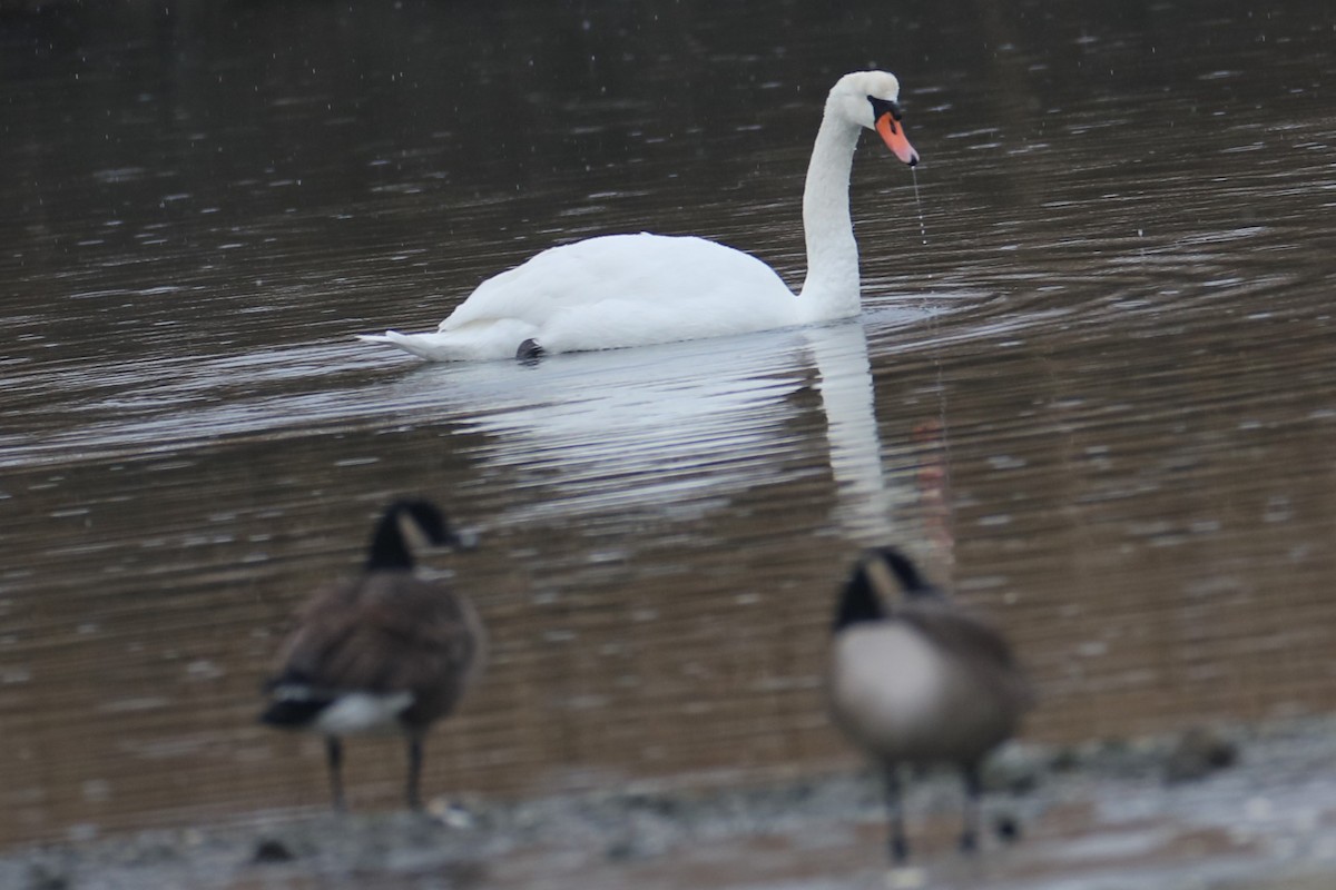 Mute Swan - ML647413078