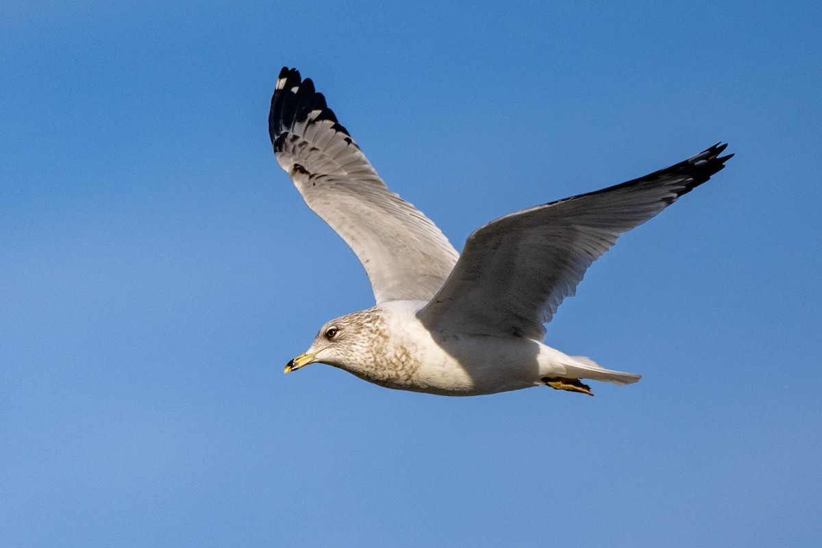 Ring-billed Gull - ML647413079