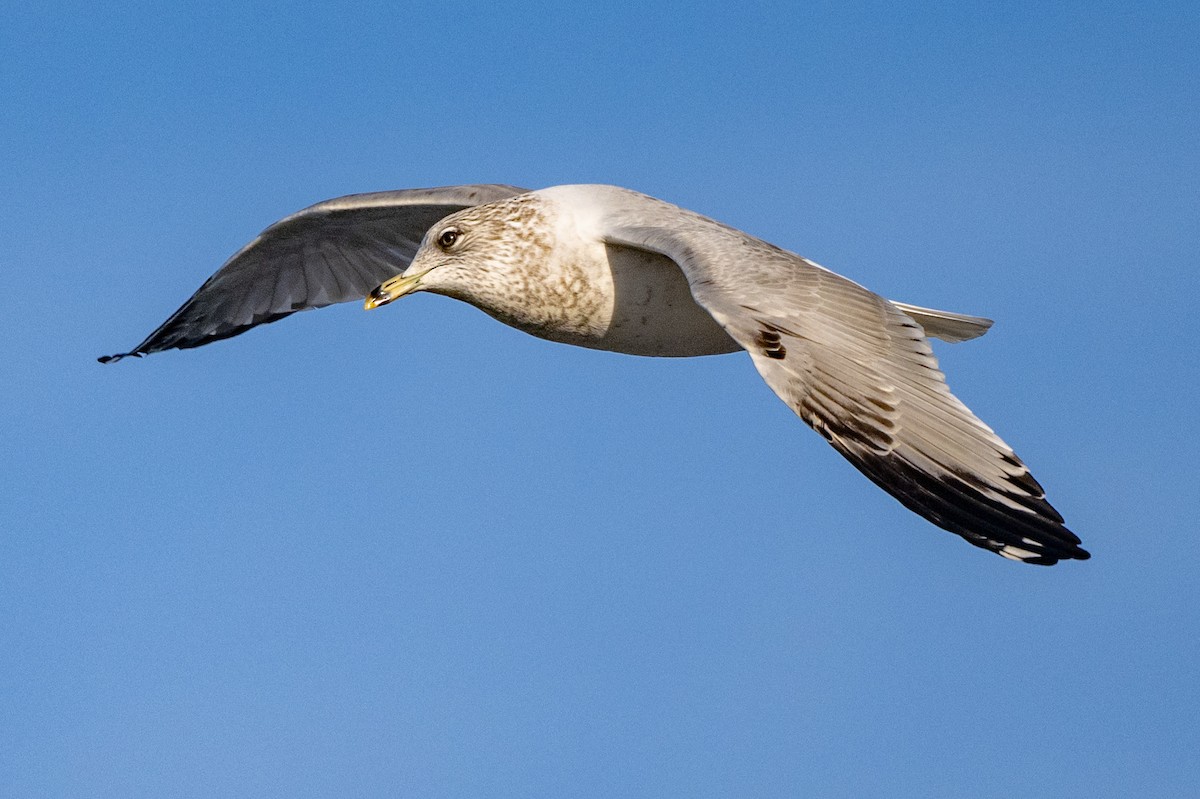 Ring-billed Gull - ML647413080