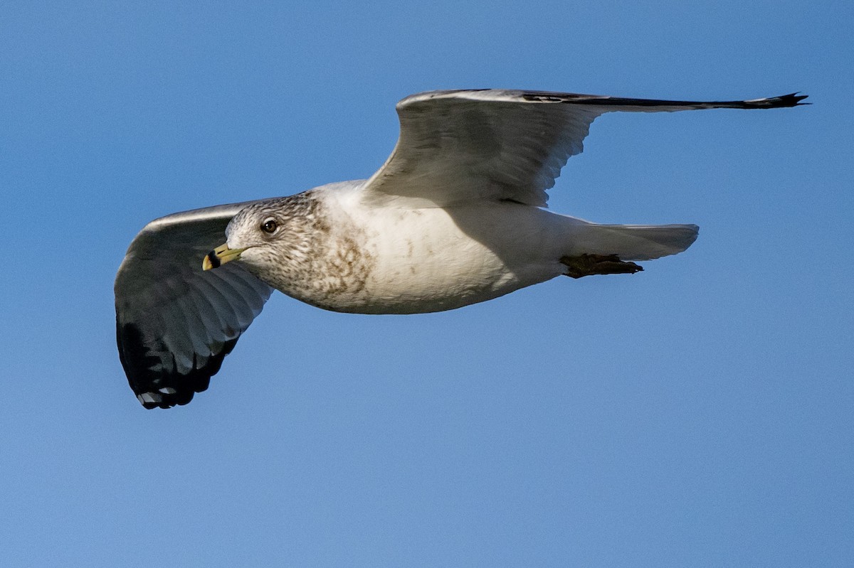 Ring-billed Gull - ML647413081