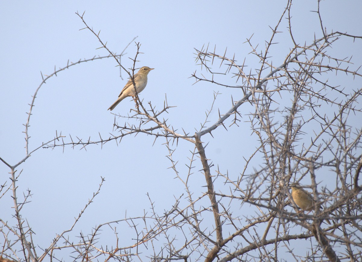 Blyth's Pipit - ML647413086