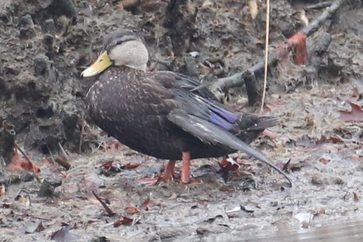 Ahate iluna - ML647413090