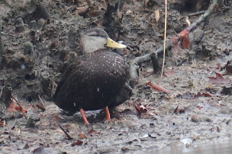 Ahate iluna - ML647413091