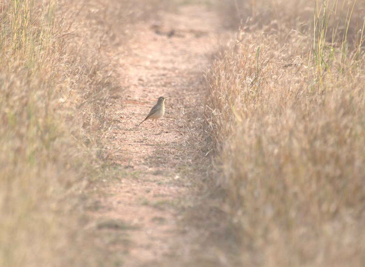 pipit sp. - ML647413092