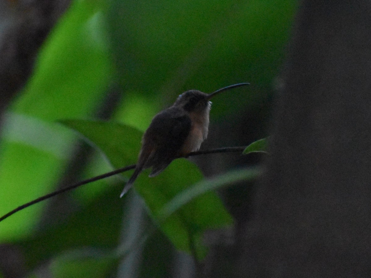 Reddish Hermit - ML647413101