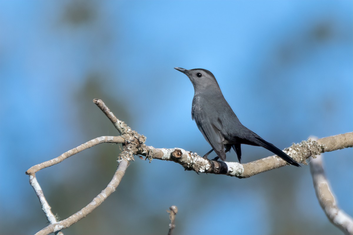 Пересмішник сірий - ML647413113