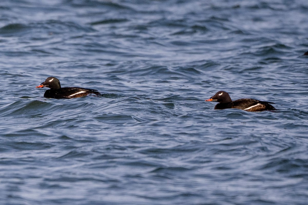White-winged Scoter - ML647413123