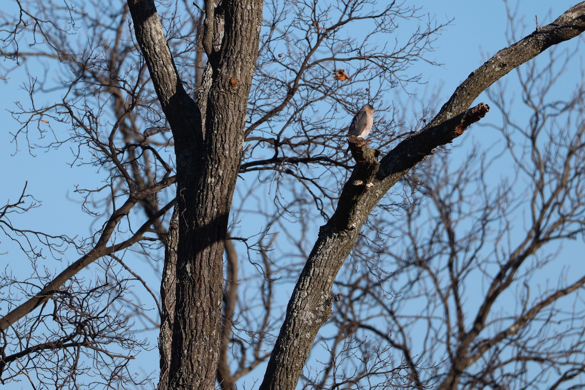 Cooper's Hawk - ML647413128