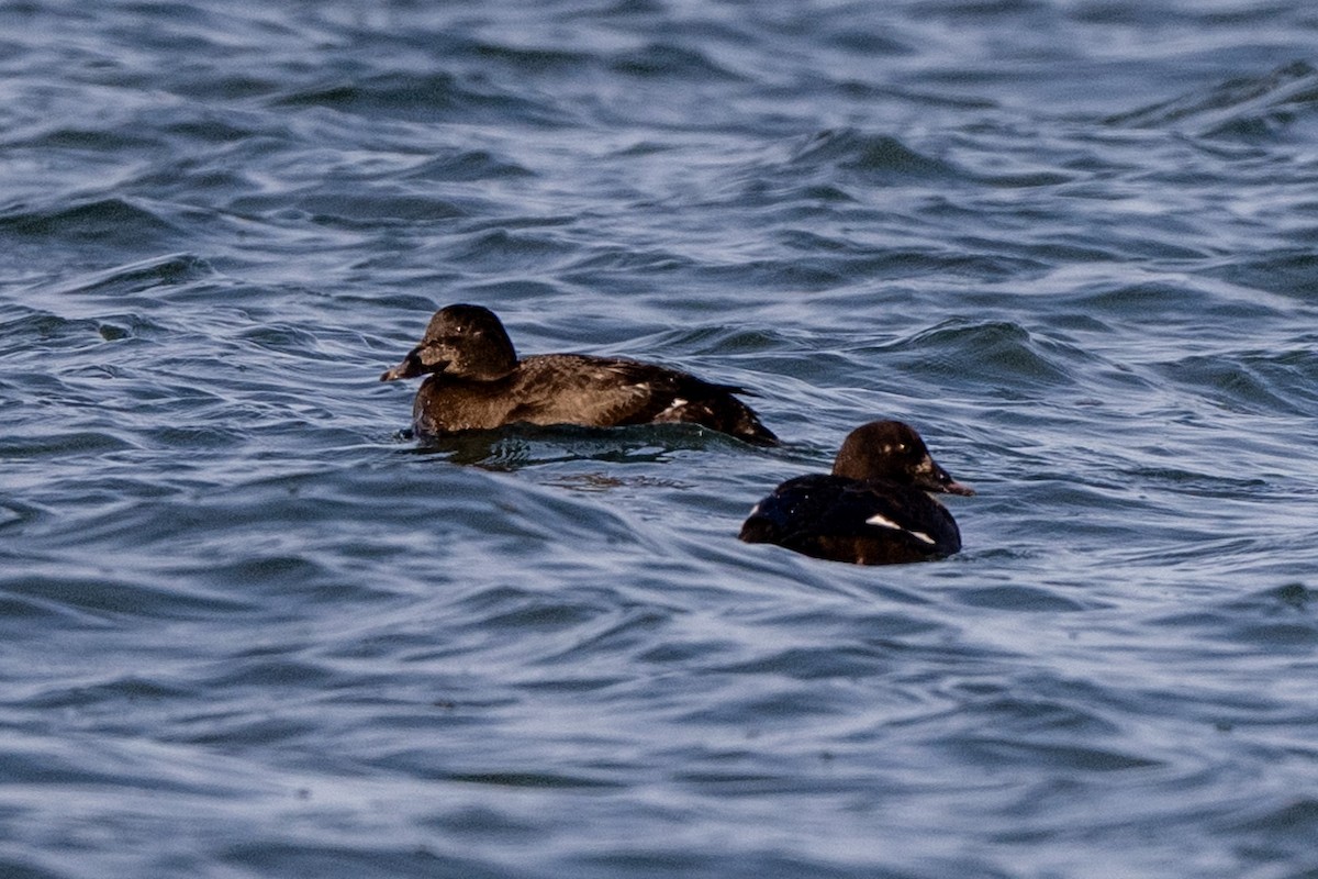 Американская синьга - ML647413133