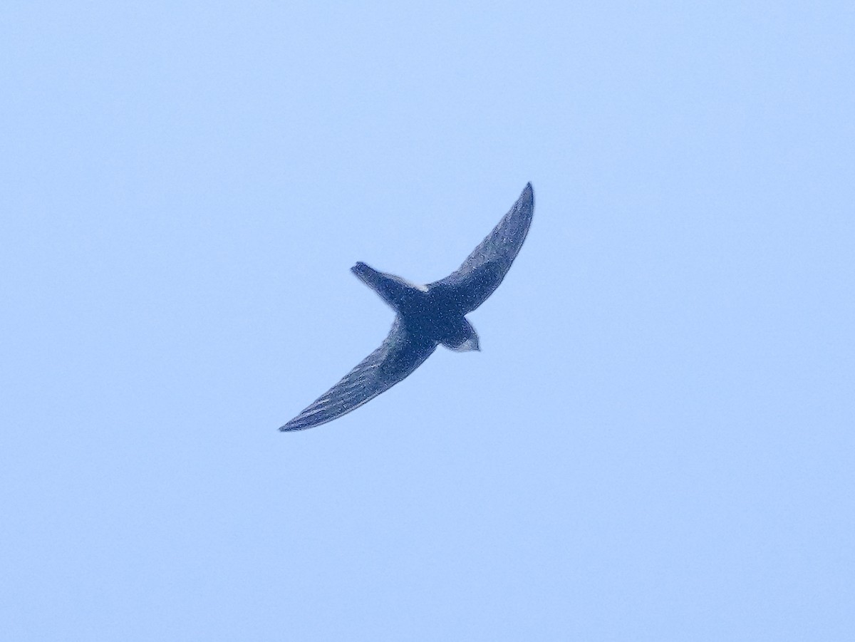 Little Swift - ML647413138