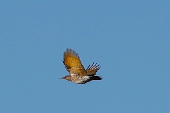 Декол золотистий - ML647413146