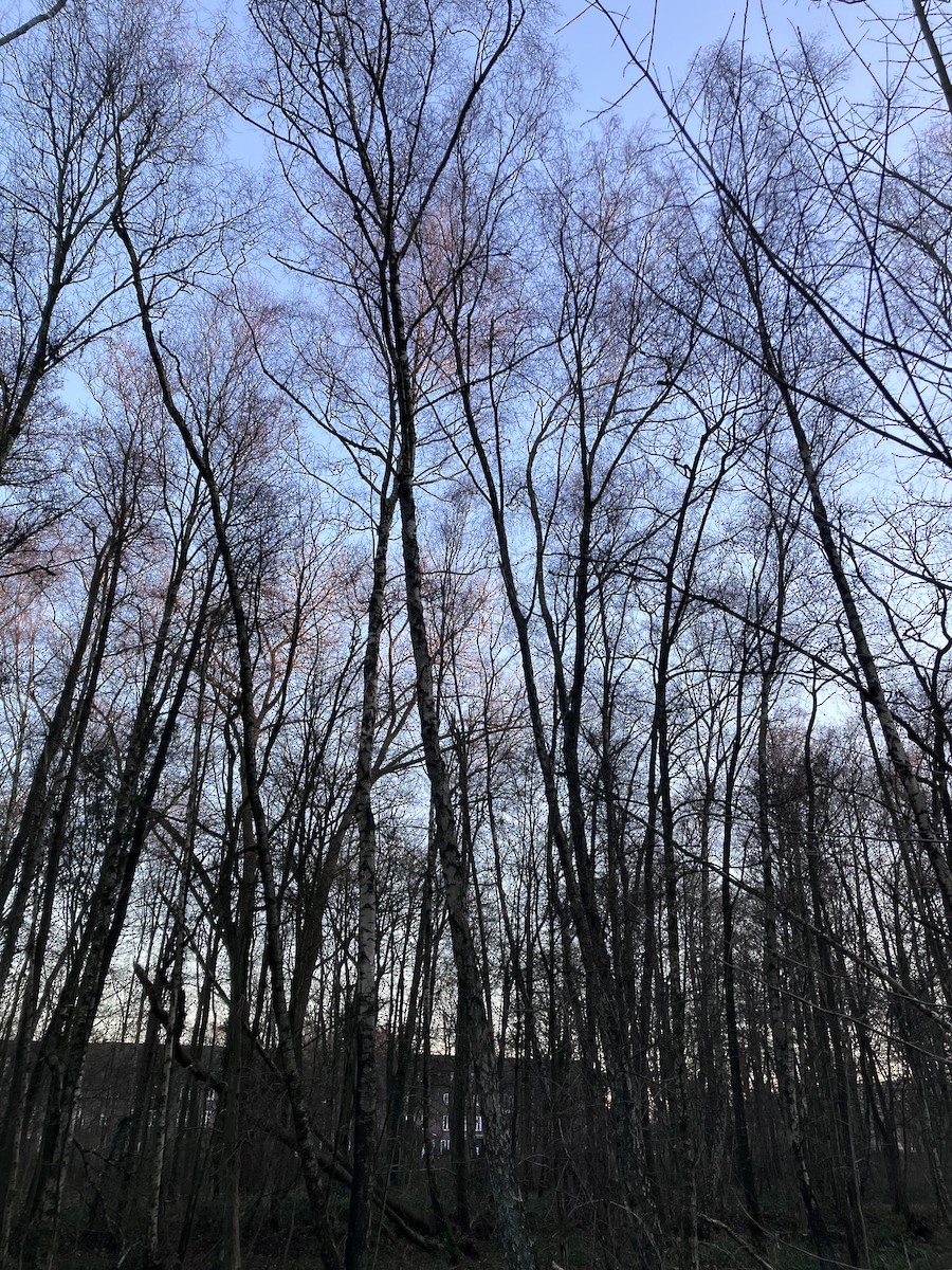 jestřáb lesní - ML647413147