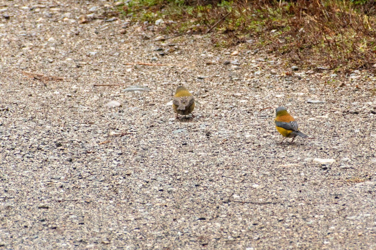 Patagonian Sierra Finch - ML647413148
