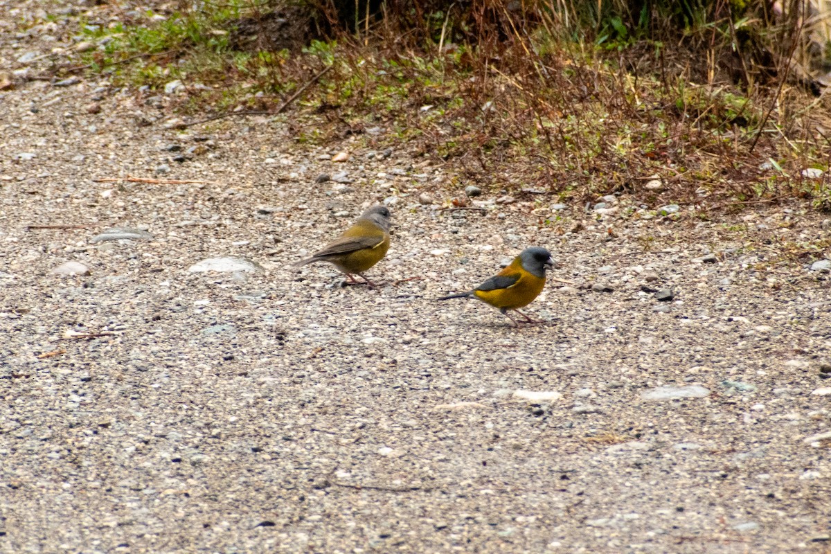 Patagonian Sierra Finch - ML647413150