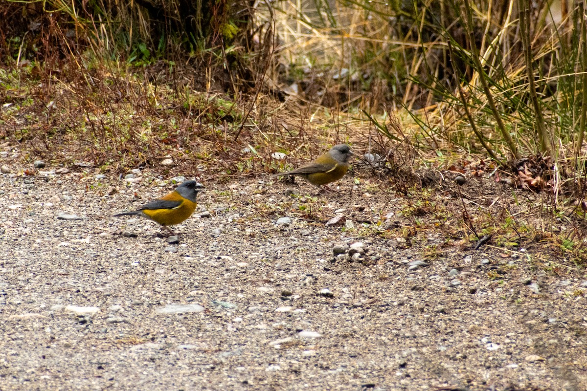Patagonian Sierra Finch - ML647413151