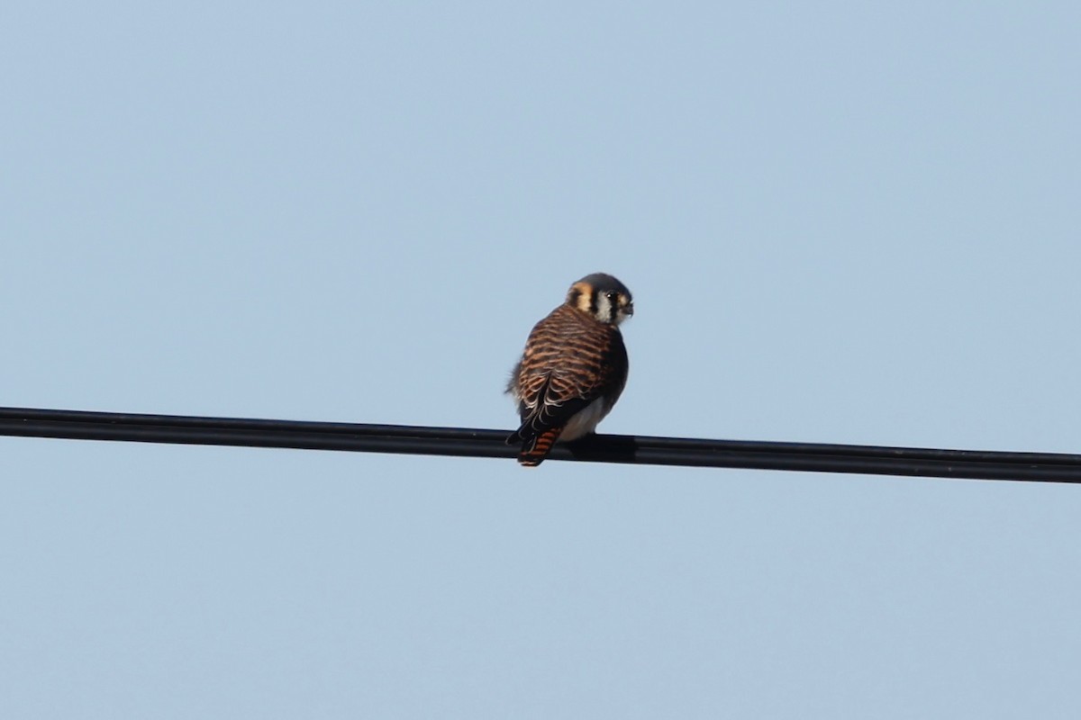 Боривітер американський - ML647413161