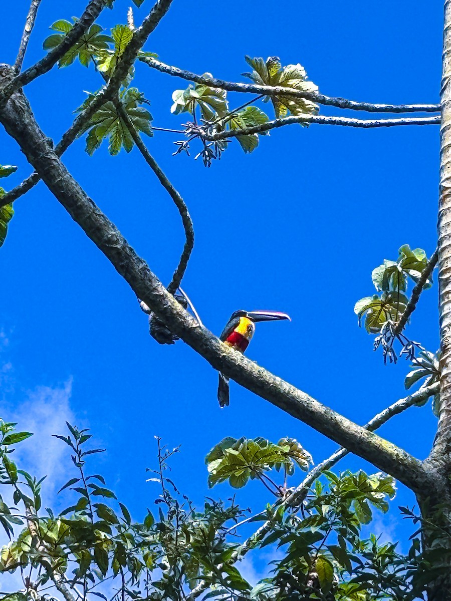 Fiery-billed Aracari - ML647413163