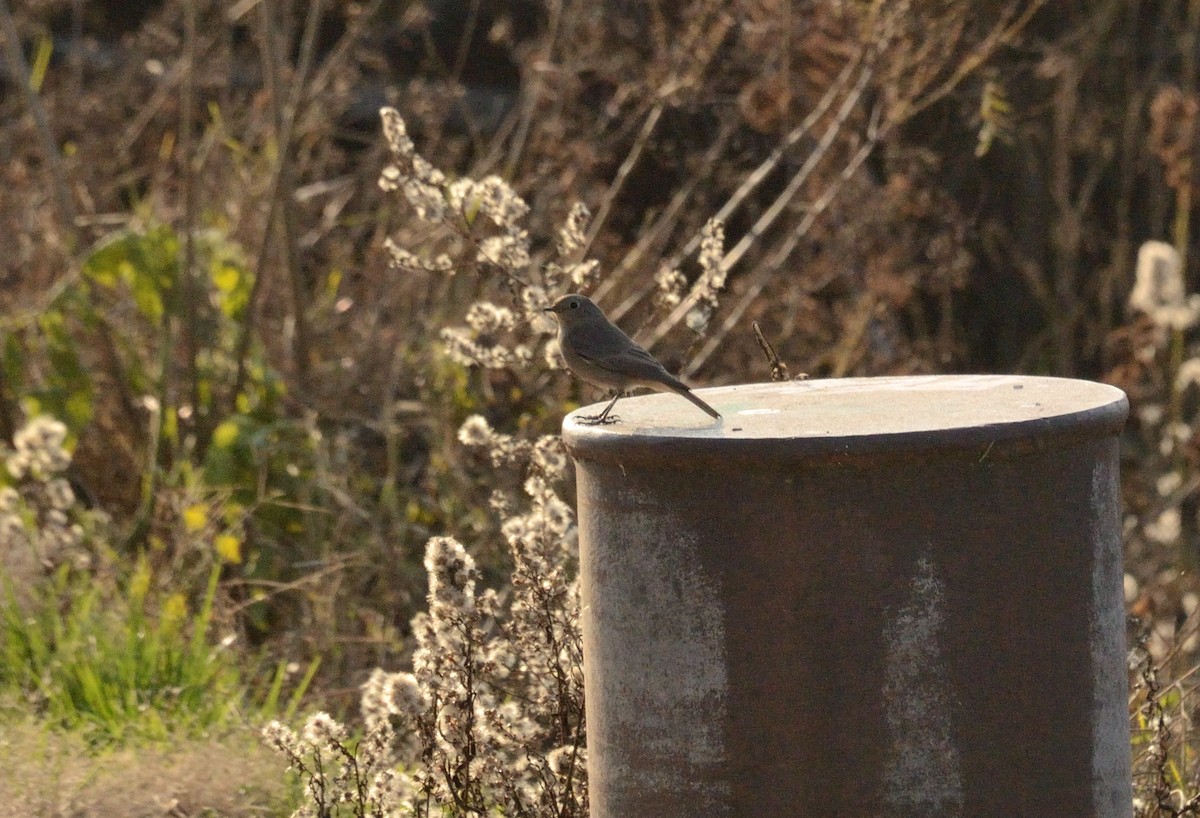 Black Redstart - ML647413164