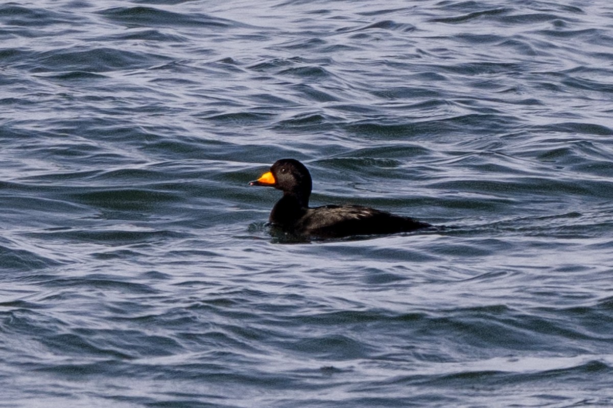 Американская синьга - ML647413169