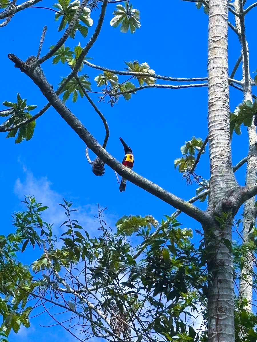 Fiery-billed Aracari - ML647413175