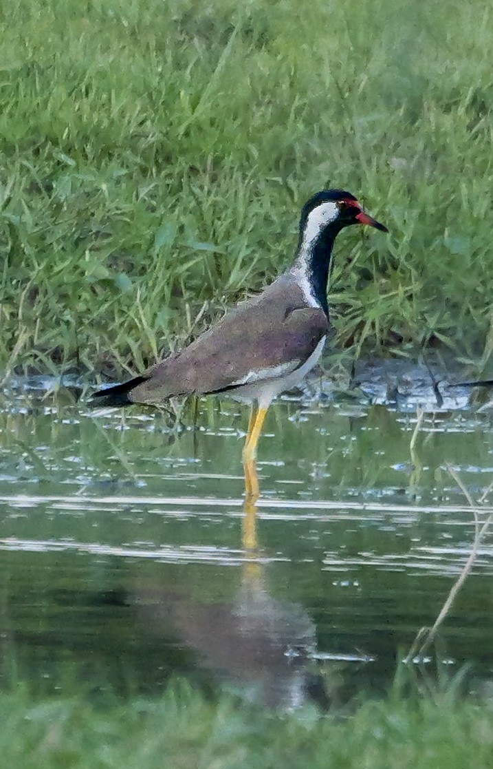 Büyük Kızkuşu - ML647413182