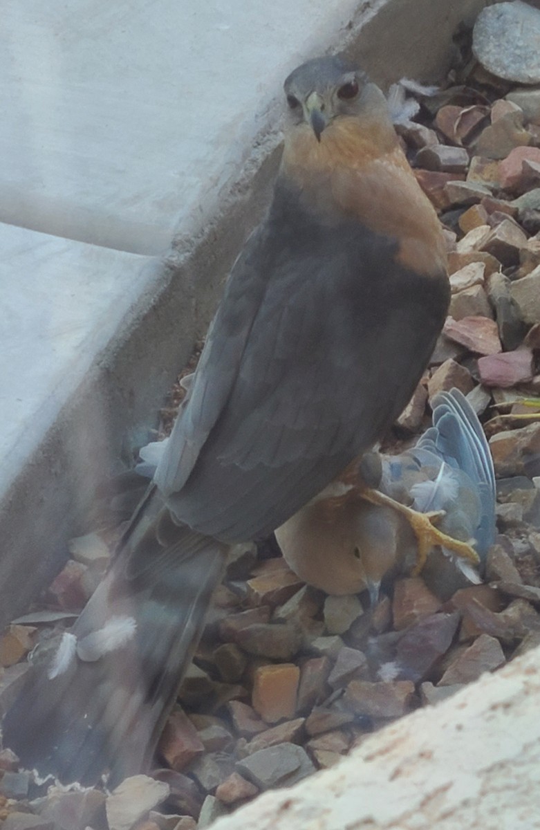 Яструб чорноголовий - ML647413193