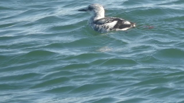 Black Guillemot - ML647413194
