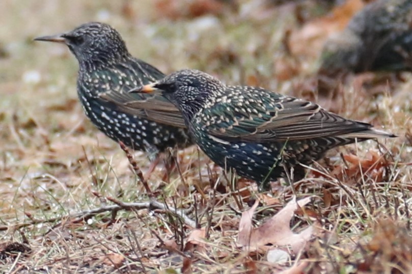 European Starling - ML647413195