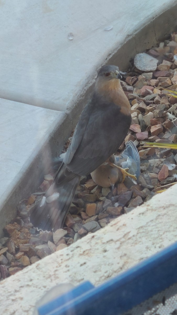 Зенаїда північна - ML647413196