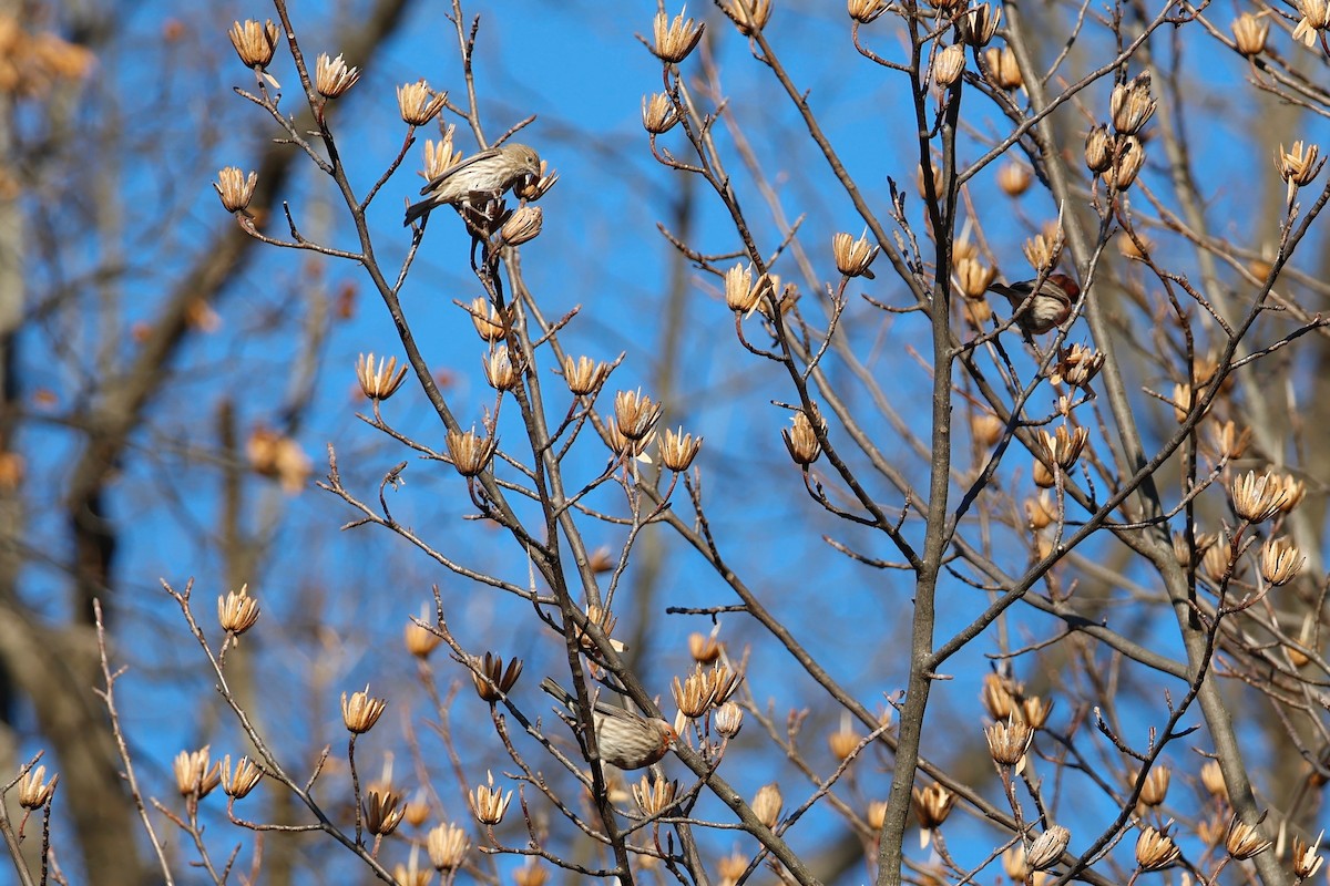 Чечевиця садова - ML647413198