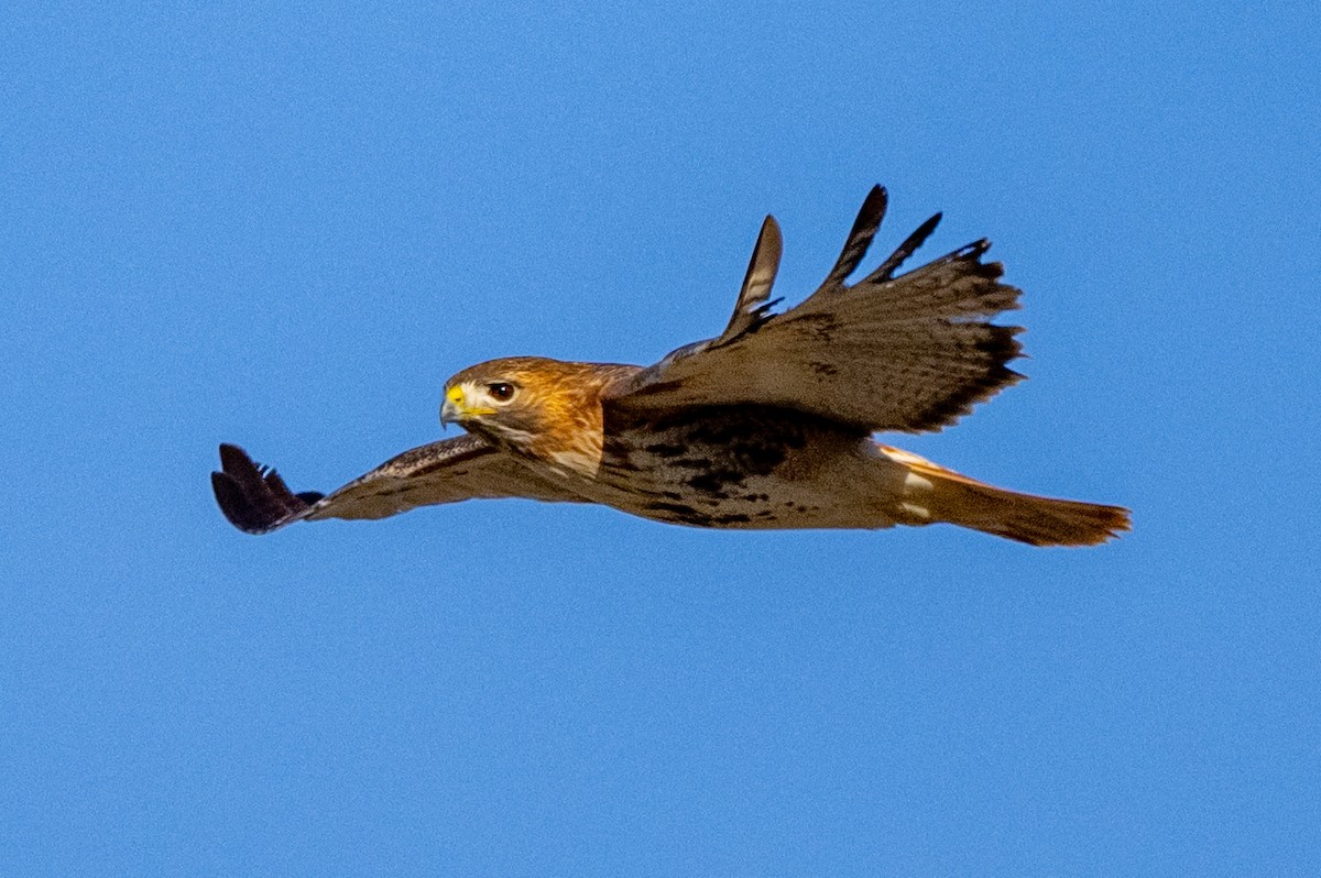 Red-tailed Hawk - ML647413199