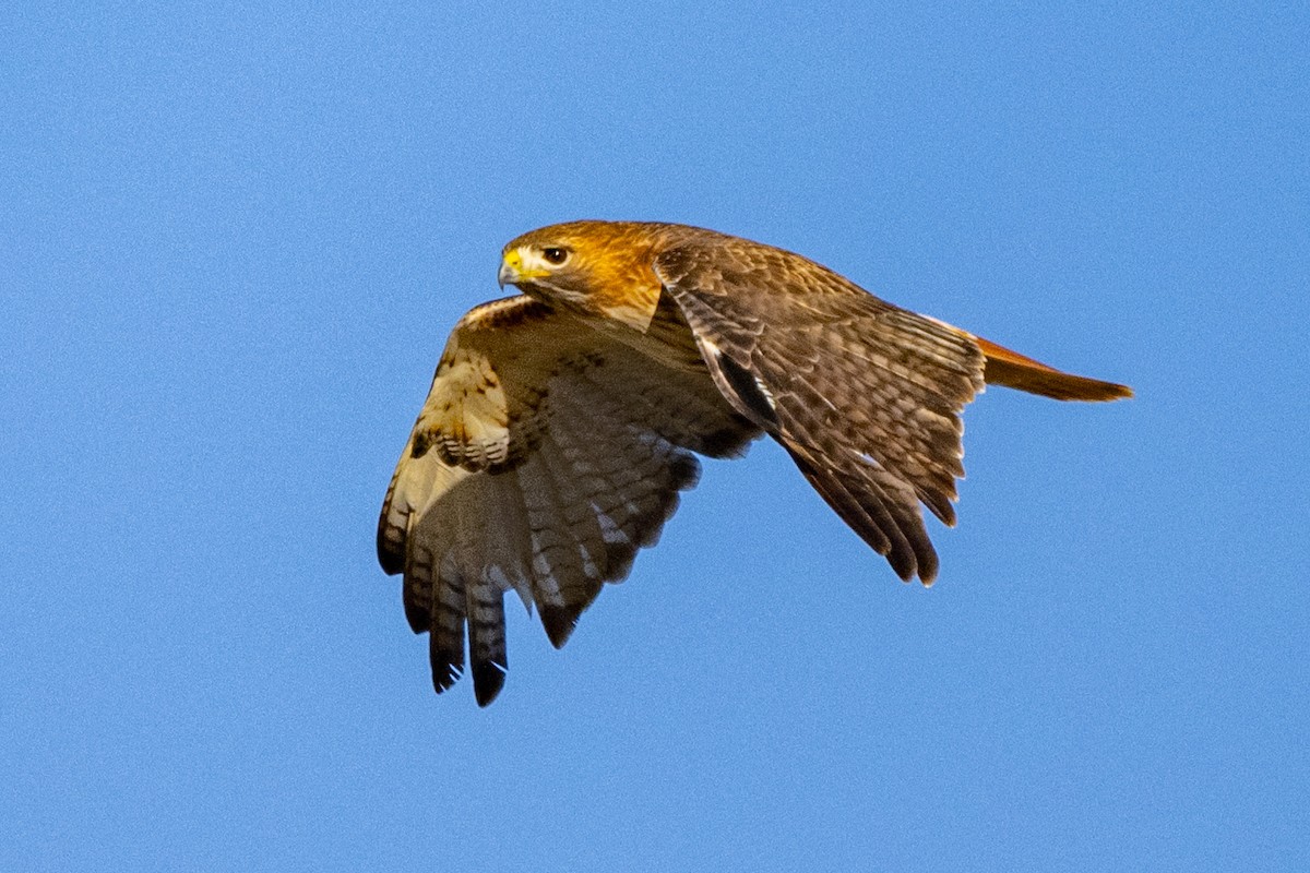 Red-tailed Hawk - ML647413200