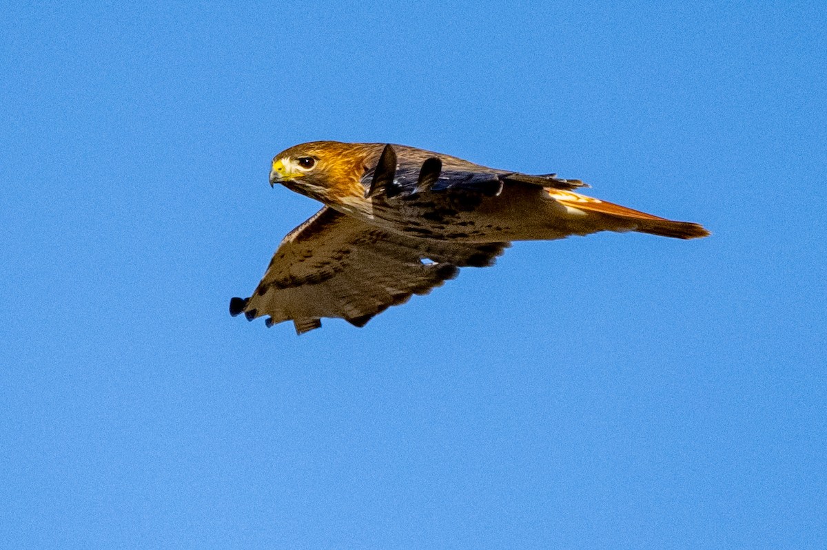 Red-tailed Hawk - ML647413201
