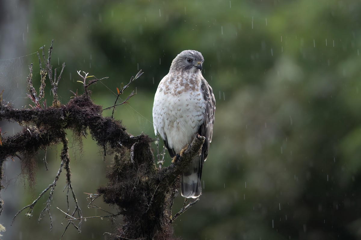 káně širokokřídlá - ML647413202