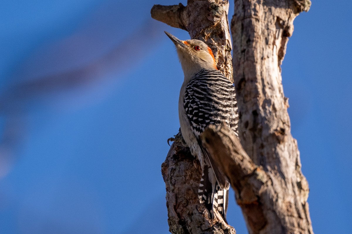 Red-bellied Woodpecker - ML647413208