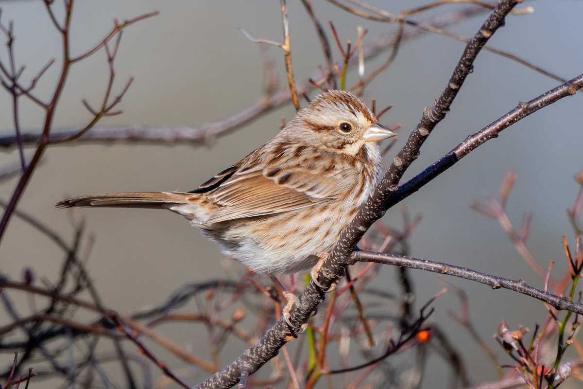 Song Sparrow - ML647413215