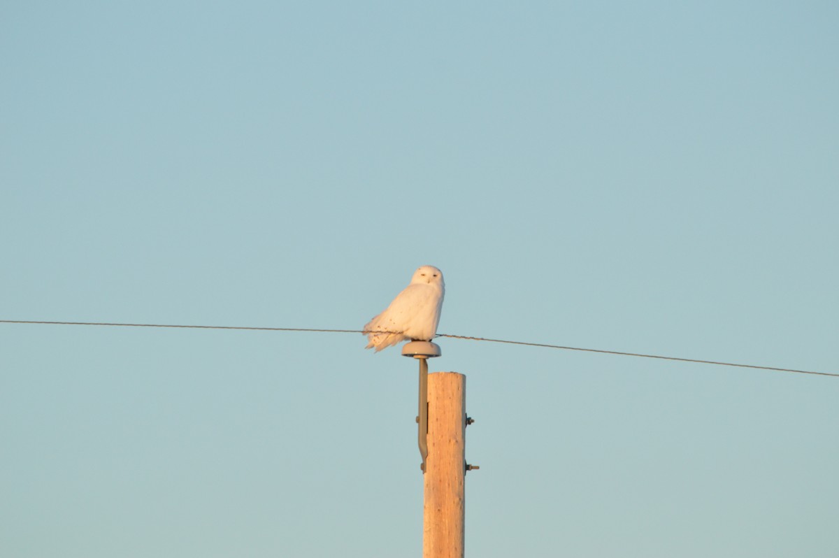 Snowy Owl - ML647413216