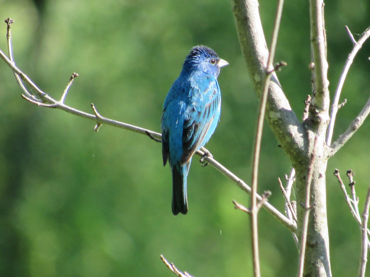 Indigo Bunting - ML647413229