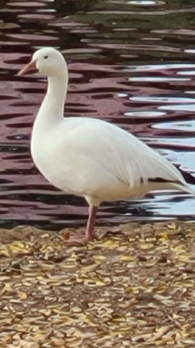 Гуска біла - ML647413233