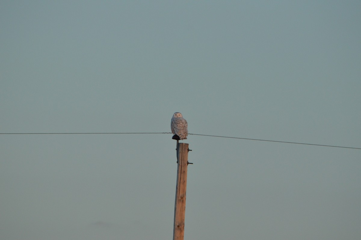 Snowy Owl - ML647413250